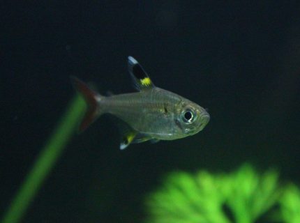 freshwater fish - pristella maxillaris - x-ray pristella tetra stocking in 29 gallons tank - pristella tetra freshwater fish - pristella maxillaris - x-ray pristella tetra stocking in 29 gallons tank - pristella tetra