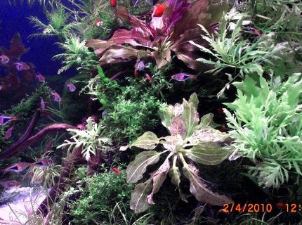freshwater fish - rasbora heteromorpha - harlequin rasbora stocking in 50 gallons tank - some freshwater fish - rasbora heteromorpha - harlequin rasbora stocking in 50 gallons tank - some
