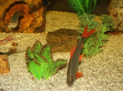 freshwater fish - epalzeorhynchos frenatus - rainbow shark stocking in 65 gallons tank - My Rainbow Shark Feeding on some algae and my Buenos Aires Tetra relaxing in a cave freshwater fish - epalzeorhynchos frenatus - rainbow shark stocking in 65 gallons tank - My Rainbow Shark Feeding on some algae and my Buenos Aires Tetra relaxing in a cave