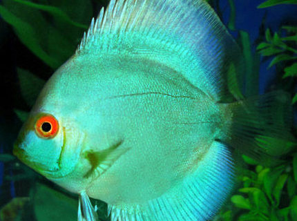 Rated #1: Freshwater Fish - Symphysodon Spp. - Neon Blue Discus Stocking In 60 Gallons Tank - my blue cobalt discus Rated #1: Freshwater Fish - Symphysodon Spp. - Neon Blue Discus Stocking In 60 Gallons Tank - my blue cobalt discus