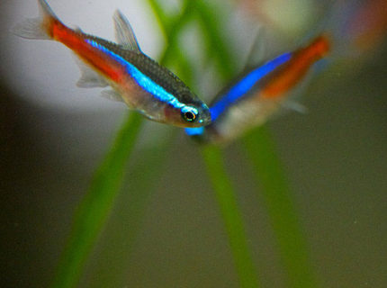 freshwater fish - paracheirodon innesi - neon tetra jumbo stocking in 37 gallons tank - "V" is for victory! Neon tetras freshwater fish - paracheirodon innesi - neon tetra jumbo stocking in 37 gallons tank - "V" is for victory! Neon tetras