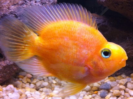 freshwater fish - heros severus x amphilophus citrinellum - blood parrot stocking in 35 gallons tank - Parrot Fish freshwater fish - heros severus x amphilophus citrinellum - blood parrot stocking in 35 gallons tank - Parrot Fish