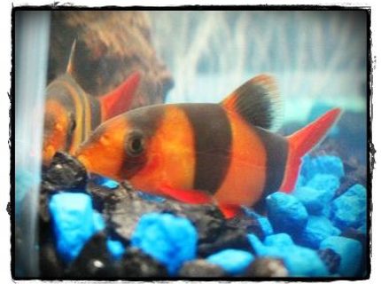 freshwater fish - botia macracantha - clown loach stocking in 10 gallons tank - He loves to look at himself :) freshwater fish - botia macracantha - clown loach stocking in 10 gallons tank - He loves to look at himself :)