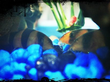 freshwater fish - botia macracantha - clown loach stocking in 10 gallons tank - They love to be together :) freshwater fish - botia macracantha - clown loach stocking in 10 gallons tank - They love to be together :)
