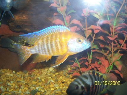 freshwater fish - aulonocara stuartgranti - peacock cichlid stocking in 150 gallons tank - peacock freshwater fish - aulonocara stuartgranti - peacock cichlid stocking in 150 gallons tank - peacock