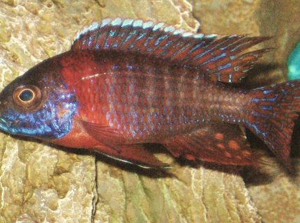 freshwater fish - aulonocara hansbaenschi - red peacock cichlid stocking in 45 gallons tank - my lovely peacock freshwater fish - aulonocara hansbaenschi - red peacock cichlid stocking in 45 gallons tank - my lovely peacock