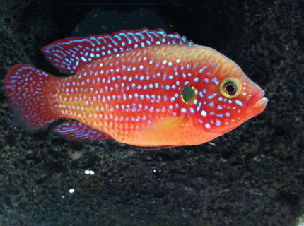 freshwater fish - hemichromis bimaculatus - jewel cichlid stocking in 40 gallons tank - red jewel freshwater fish - hemichromis bimaculatus - jewel cichlid stocking in 40 gallons tank - red jewel