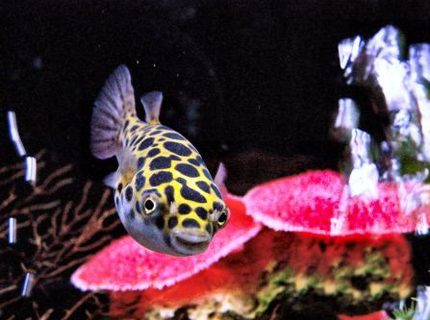 Rated #10: Freshwater Fish - Tetraodon Nigroviridis - Green Spotted Puffer Stocking In 55 Gallons Tank - Green Spotted Puffer
in 55 Gallon Brackish water tank Rated #10: Freshwater Fish - Tetraodon Nigroviridis - Green Spotted Puffer Stocking In 55 Gallons Tank - Green Spotted Puffer
in 55 Gallon Brackish water tank