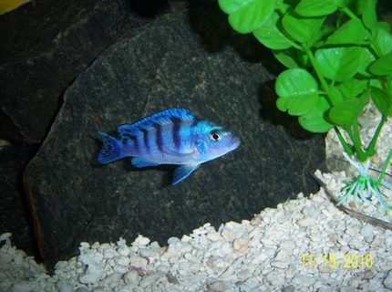 freshwater fish - metriaclima lombardoi - kenyi cichlid stocking in 55 gallons tank - Female Kenyi freshwater fish - metriaclima lombardoi - kenyi cichlid stocking in 55 gallons tank - Female Kenyi