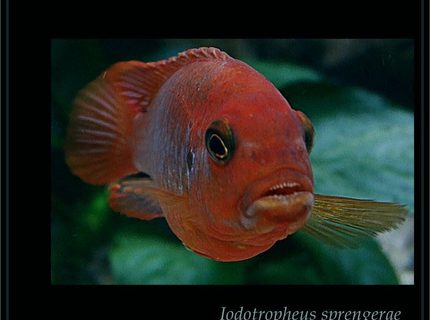 freshwater fish - iodotropheus sprengerae - rusty cichlid stocking in 180 gallons tank - Iodotropeus sprengerae is from my aquarium freshwater fish - iodotropheus sprengerae - rusty cichlid stocking in 180 gallons tank - Iodotropeus sprengerae is from my aquarium