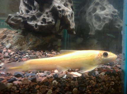 freshwater fish - gyrinocheilos aymonieri - gold algae eater stocking in 55 gallons tank - My very typical Chinese Algae Eater--though I've found this one to be extremely harmonious as a tank mate unlike most descriptions suggest. Is at about 8cm. freshwater fish - gyrinocheilos aymonieri - gold algae eater stocking in 55 gallons tank - My very typical Chinese Algae Eater--though I've found this one to be extremely harmonious as a tank mate unlike most descriptions suggest. Is at about 8cm.