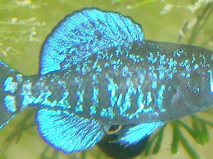 Rated #6: Freshwater Fish - Elassoma Gilberti - Pygmy Sunfish Stocking In 75 Gallons Tank - Elassoma gilberti, the gulf coast pygmy sunfish Rated #6: Freshwater Fish - Elassoma Gilberti - Pygmy Sunfish Stocking In 75 Gallons Tank - Elassoma gilberti, the gulf coast pygmy sunfish