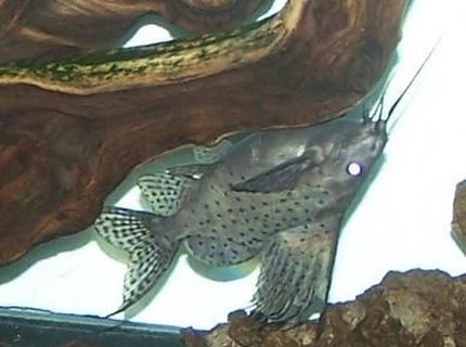 freshwater fish - synodontis nigriventris - upside down cat stocking in 150 gallons tank - 1 of my 3 Sailfin Cats in the 150...1" in August 2010, now 6" freshwater fish - synodontis nigriventris - upside down cat stocking in 150 gallons tank - 1 of my 3 Sailfin Cats in the 150...1" in August 2010, now 6"