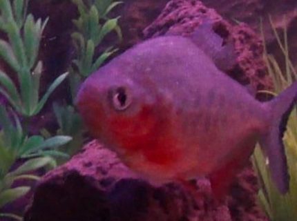 freshwater fish - piaractus brachypomum - red belly pacu stocking in 40 gallons tank - Paku Piranah freshwater fish - piaractus brachypomum - red belly pacu stocking in 40 gallons tank - Paku Piranah