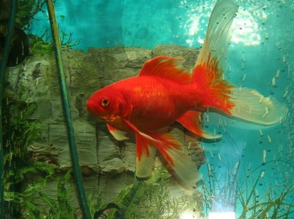 freshwater fish - carassius auratus - goldfish stocking in 50 gallons tank - My Comet freshwater fish - carassius auratus - goldfish stocking in 50 gallons tank - My Comet