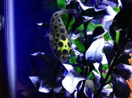 freshwater fish - tetraodon nigroviridis - green spotted puffer stocking in 55 gallons tank - Green Spotted Puffer freshwater fish - tetraodon nigroviridis - green spotted puffer stocking in 55 gallons tank - Green Spotted Puffer