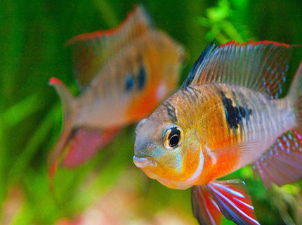 freshwater fish - microgeophagus altispinosa - bolivian ram stocking in 33 gallons tank - Bolivian ram faceoff! freshwater fish - microgeophagus altispinosa - bolivian ram stocking in 33 gallons tank - Bolivian ram faceoff!