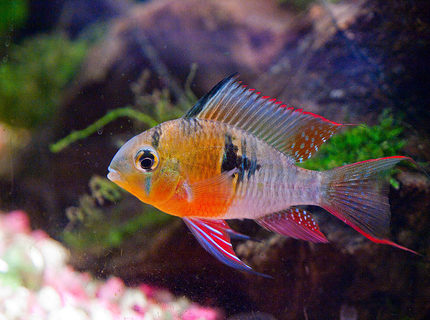 freshwater fish - microgeophagus altispinosa - bolivian ram stocking in 33 gallons tank - Bolivian Ram colours freshwater fish - microgeophagus altispinosa - bolivian ram stocking in 33 gallons tank - Bolivian Ram colours