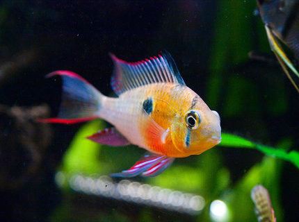 freshwater fish - microgeophagus altispinosa - bolivian ram stocking in 33 gallons tank - Bolivian Ram freshwater fish - microgeophagus altispinosa - bolivian ram stocking in 33 gallons tank - Bolivian Ram