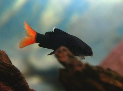 freshwater fish - epalzeorhynchos bicolor - redtail shark stocking in 30 gallons tank - This is one of the two Redtail Sharks I have in my tank. These fish are a joy to have in your tank because they are very active and have sharp colors. freshwater fish - epalzeorhynchos bicolor - redtail shark stocking in 30 gallons tank - This is one of the two Redtail Sharks I have in my tank. These fish are a joy to have in your tank because they are very active and have sharp colors.