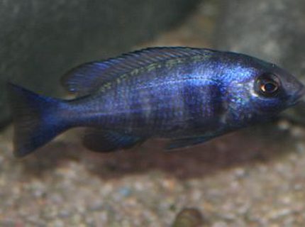 freshwater fish - placidochromis phenochilus - malawi cichlid - 3" male Placidochromis Phenochilus freshwater fish - placidochromis phenochilus - malawi cichlid - 3" male Placidochromis Phenochilus