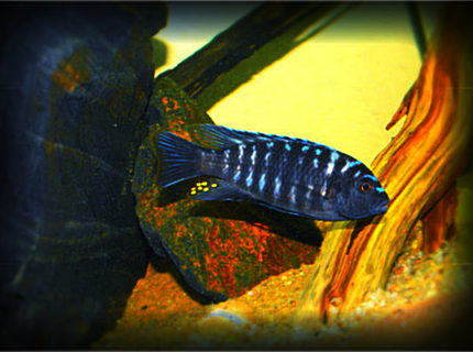 freshwater fish - labeotropheus fuelleborni - fuelleborni cichlid, marmalade - African Cichlid freshwater fish - labeotropheus fuelleborni - fuelleborni cichlid, marmalade - African Cichlid
