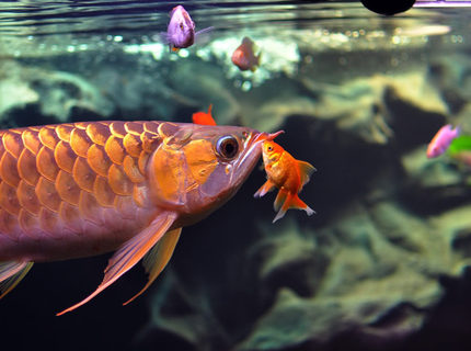 Rated #2: Freshwater Fish - Carassius Auratus - Fantail Goldfish - GOODNIGHT KISS Rated #2: Freshwater Fish - Carassius Auratus - Fantail Goldfish - GOODNIGHT KISS