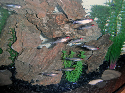 freshwater fish - hemigrammus bleheri - true rummynose tetra stocking in 26 gallons tank - My school of eight Rummy Nose Tetras. The lone Zebra Danio thinks he is one of them. freshwater fish - hemigrammus bleheri - true rummynose tetra stocking in 26 gallons tank - My school of eight Rummy Nose Tetras. The lone Zebra Danio thinks he is one of them.