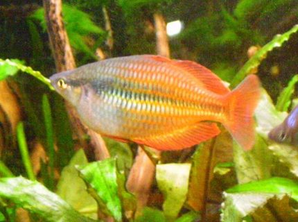 freshwater fish - melanotaenia praecox - praecox rainbow stocking in 40 gallons tank - Rainbowfish freshwater fish - melanotaenia praecox - praecox rainbow stocking in 40 gallons tank - Rainbowfish