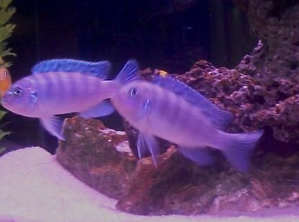 freshwater fish - metriaclima lombardoi - kenyi cichlid stocking in 40 gallons tank - Kenyi Two females freshwater fish - metriaclima lombardoi - kenyi cichlid stocking in 40 gallons tank - Kenyi Two females