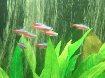 freshwater fish - paracheirodon axelrodi - cardinal tetra stocking in 66 gallons tank - My little school of Cardinal Tetras. I love these little guys. Since I have relocated to the Pacific Northwest I have been unable to keep Neon Tetras healthy and alive. Honestly I don't think Neons are all that intelligent. So for me keeping Cardinals is a piece of cake!! freshwater fish - paracheirodon axelrodi - cardinal tetra stocking in 66 gallons tank - My little school of Cardinal Tetras. I love these little guys. Since I have relocated to the Pacific Northwest I have been unable to keep Neon Tetras healthy and alive. Honestly I don't think Neons are all that intelligent. So for me keeping Cardinals is a piece of cake!!