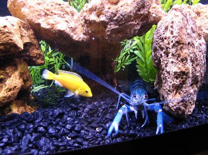 freshwater fish - labidochromis caeruleus - electric yellow cichlid stocking in 55 gallons tank - Electric YellowLab Cichlid Hanging Out With An Electric Blue CrayFish freshwater fish - labidochromis caeruleus - electric yellow cichlid stocking in 55 gallons tank - Electric YellowLab Cichlid Hanging Out With An Electric Blue CrayFish