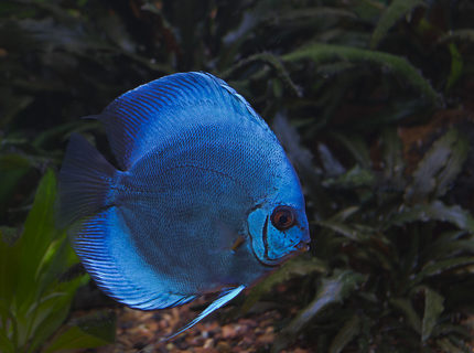 Rated #8: Freshwater Fish - Symphysodon Sp. - Blue Diamond Discus Stocking In 180 Gallons Tank - Blue Discus Rated #8: Freshwater Fish - Symphysodon Sp. - Blue Diamond Discus Stocking In 180 Gallons Tank - Blue Discus
