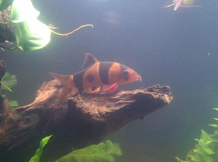 freshwater fish - botia macracantha - clown loach stocking in 125 gallons tank - Clown Loach freshwater fish - botia macracantha - clown loach stocking in 125 gallons tank - Clown Loach