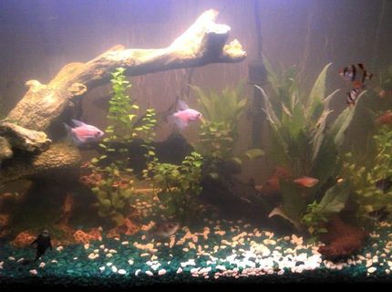 freshwater fish - puntius tetrazona - tiger barb stocking in 29 gallons tank - tank mates freshwater fish - puntius tetrazona - tiger barb stocking in 29 gallons tank - tank mates