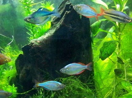 freshwater fish - melanotaenia praecox - praecox rainbow stocking in 55 gallons tank - Rainbow fish freshwater fish - melanotaenia praecox - praecox rainbow stocking in 55 gallons tank - Rainbow fish