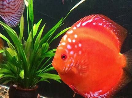 Rated #10: Freshwater Fish - Symphysodon Sp. - Red Marlboro Discus Stocking In 20 Gallons Tank - See my red malboro Discus Rated #10: Freshwater Fish - Symphysodon Sp. - Red Marlboro Discus Stocking In 20 Gallons Tank - See my red malboro Discus