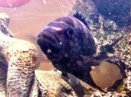 freshwater fish - pseudotropheus crabro - bumblebee cichlid stocking in 46 gallons tank - Bumble Bee freshwater fish - pseudotropheus crabro - bumblebee cichlid stocking in 46 gallons tank - Bumble Bee