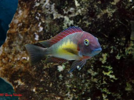 Rated #1: Freshwater Fish - Tropheus Moorii - Blunthead Cichlid Stocking In 125 Gallons Tank - Red Rainbow Rated #1: Freshwater Fish - Tropheus Moorii - Blunthead Cichlid Stocking In 125 Gallons Tank - Red Rainbow