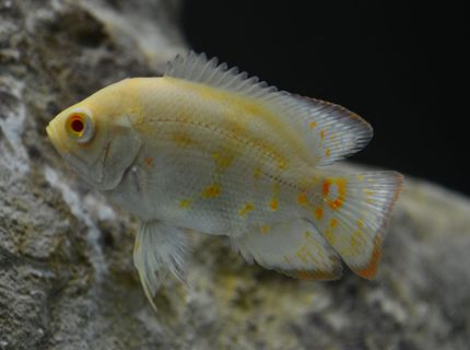 Rated #6: Freshwater Fish - Astronotus Ocellatus - Tiger Oscar, Albino Stocking In 60 Gallons Tank - Albino Oscar Rated #6: Freshwater Fish - Astronotus Ocellatus - Tiger Oscar, Albino Stocking In 60 Gallons Tank - Albino Oscar