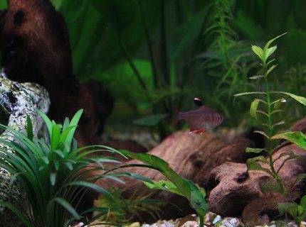 freshwater fish - hyphessobrycon erythrostigma - bleeding heart tetra stocking in 64 gallons tank - Rosy Tetra freshwater fish - hyphessobrycon erythrostigma - bleeding heart tetra stocking in 64 gallons tank - Rosy Tetra