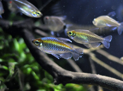freshwater fish - phenacogrammus interruptus - congo tetra stocking in 29 gallons tank - my one male congo freshwater fish - phenacogrammus interruptus - congo tetra stocking in 29 gallons tank - my one male congo