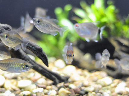 freshwater fish - phenacogrammus interruptus - congo tetra stocking in 29 gallons tank - Female congos with the male facing the camera, it's like they knew they were being photographed freshwater fish - phenacogrammus interruptus - congo tetra stocking in 29 gallons tank - Female congos with the male facing the camera, it's like they knew they were being photographed