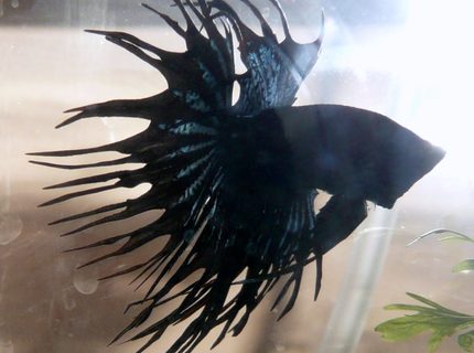 Rated #2: Freshwater Fish - Betta Splendens - Crown Tail Betta Stocking In 25 Gallons Tank - crown tail black orchid betta Rated #2: Freshwater Fish - Betta Splendens - Crown Tail Betta Stocking In 25 Gallons Tank - crown tail black orchid betta