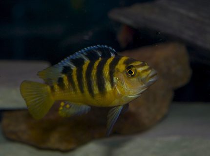freshwater fish - pseudotropheus crabro - bumblebee cichlid stocking in 75 gallons tank - bumblebee freshwater fish - pseudotropheus crabro - bumblebee cichlid stocking in 75 gallons tank - bumblebee