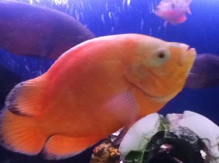 freshwater fish - astronotus ocellatus - tiger oscar, albino stocking in 50 gallons tank freshwater fish - astronotus ocellatus - tiger oscar, albino stocking in 50 gallons tank