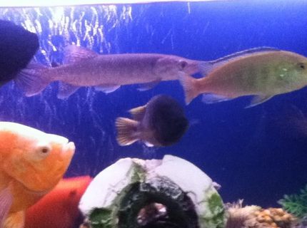 freshwater fish - astronotus ocellatus - tiger oscar, albino stocking in 50 gallons tank freshwater fish - astronotus ocellatus - tiger oscar, albino stocking in 50 gallons tank