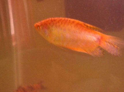 freshwater fish - trichogaster trichopterus - gold gourami stocking in 75 gallons tank freshwater fish - trichogaster trichopterus - gold gourami stocking in 75 gallons tank