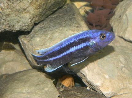 freshwater fish - melanochromis cyaneorhabdos - maingano cichlid stocking in 55 gallons tank - Black and Purple Sacramento Kings Mascot! freshwater fish - melanochromis cyaneorhabdos - maingano cichlid stocking in 55 gallons tank - Black and Purple Sacramento Kings Mascot!
