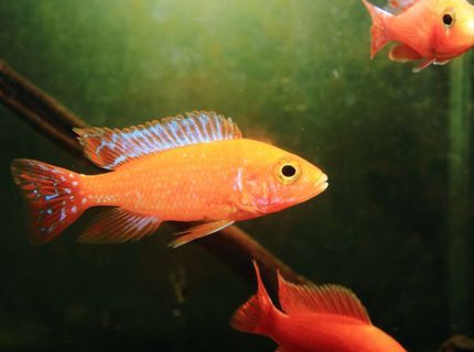 freshwater fish - aulonocara hansbaenschi - firebird cichlid stocking in 10 gallons tank - fire bird freshwater fish - aulonocara hansbaenschi - firebird cichlid stocking in 10 gallons tank - fire bird